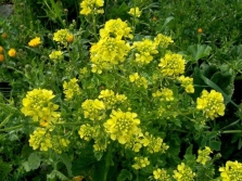Sarepta 芥末