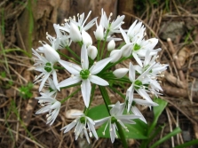 野蒜花