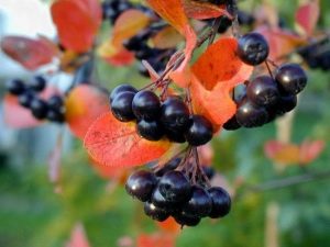 Aronia：栽培和应用
