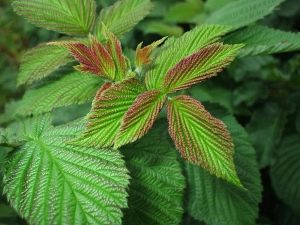 覆盆子叶有什么好处，使用上有什么限制吗？