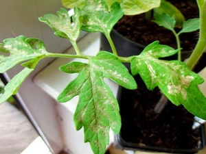 番茄叶子上的白点：原因和治疗