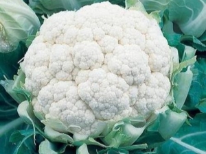 花椰菜雪球：品种和栽培特点