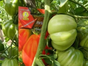 如何种植 Puzata Hata 番茄？