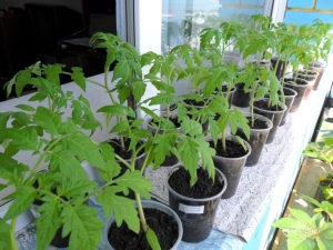 番茄幼苗能承受多少温度？