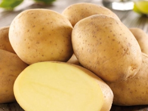 Potato Impala：特点和成长过程