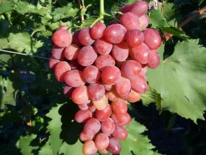葡萄品种Ruby Jubilee的特点