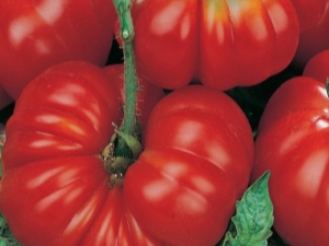 Secrets of Growing Rosemary Tomatoes