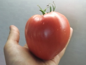 地球的番茄奇迹：优点，缺点和特点