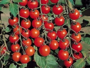 Tomato Olya F1：品种的特性和产量