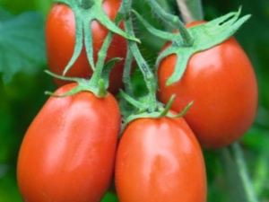 Tomato Torquay F1：品种的特征和描述
