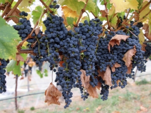 Grapes Strashensky：品种及其特征的描述