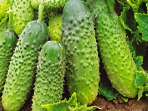 如何种植蚂蚁 F1 黄瓜？