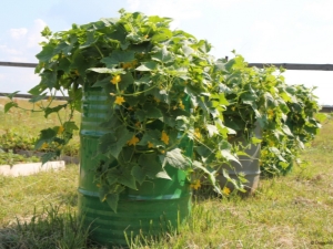 如何在桶中种植黄瓜？