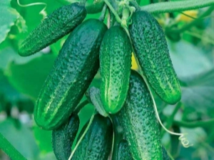 黄瓜之后可以种什么蔬菜？