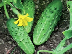 Cucumber Crane F1：品种、栽培和护理的特点