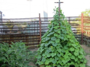 人字黄瓜种植方案的特点