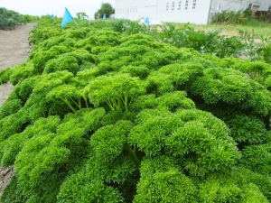 卷曲欧芹：特性、品种和栽培