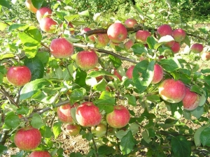 圣诞苹果树：品种描述、种植和护理