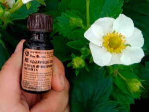 草莓用碘：特性和使用规则