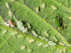如何对付草莓上的蚜虫？