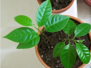 如何在家里用种子种一棵苹果树？