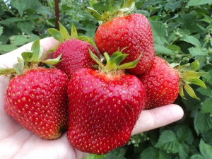 草莓朱莉：特点、种植和护理