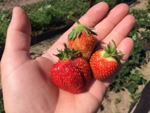 草莓节洋甘菊：品种特点及农业技术特点