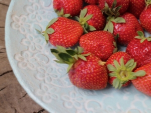 草莓仙子：品种特点及农业技术