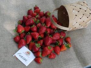 Strawberry Furor：品种描述和栽培