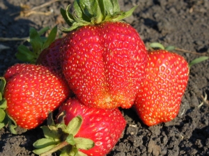Strawberry Gigantella：品种描述，栽培和护理