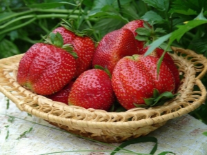 草莓伊丽莎白女王：栽培特点和特点