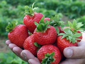 草莓科罗纳：品种特征和栽培 