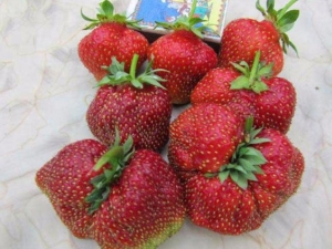 草莓玛莎：栽培的特点和特点
