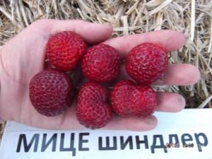 Strawberry Mitze Schindler：描述和栽培技术