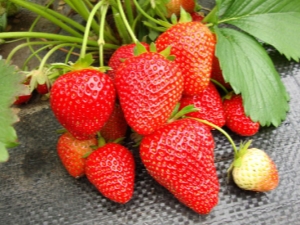 Strawberry Wim Rina：品种描述和栽培