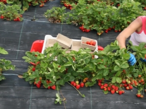 草莓季节什么时候开始和结束？ 