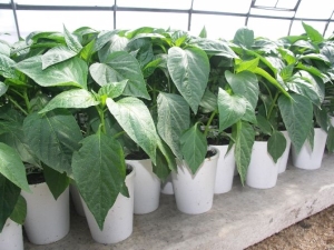 种植辣椒苗的特点