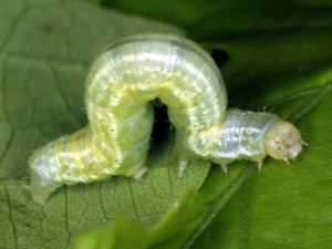 苹果树上的毛毛虫：原因、控制和预防方法
