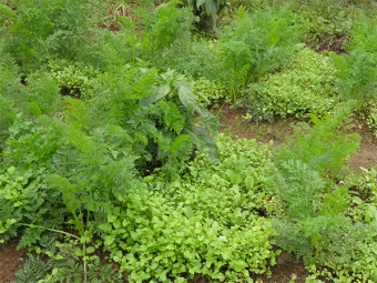 菜园里的豆瓣菜