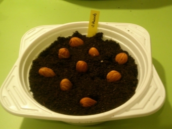 种植杏仁种子