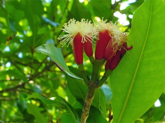 丁香芽