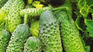 如何种植蚂蚁 F1 黄瓜？