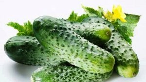 黄瓜克里斯蒂娜F1：品种特征及栽培