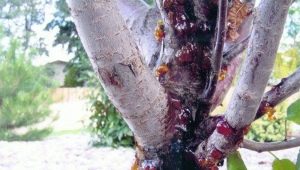 苹果树上的细胞孢子虫病：迹象、原因和治疗方法