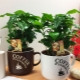 咖啡树：如何种植和护理？