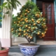 如何在家种植金橘？