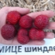 Strawberry Mitze Schindler：描述和栽培技术