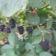 Natchez 黑莓品种的特点