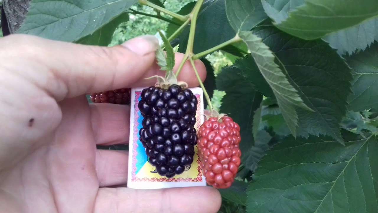 ブラックベリー「ナチェズ」（写真24枚）：品種の特徴、苗の説明、レビュー