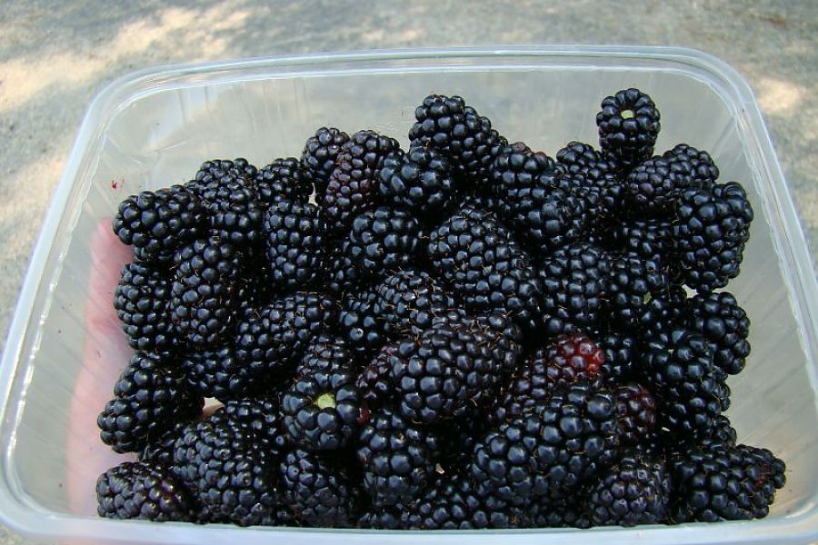 ブラックベリー「ナチェズ」（写真24枚）：品種の特徴、苗の説明、レビュー